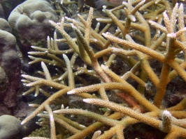 Staghorn Coral IMG 7872